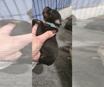 Puppy L Blue collar Doberman Pinscher
