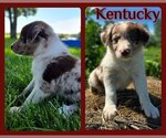 Puppy Kentucky Border Collie