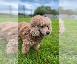 Small Photo #2 Poodle (Miniature) Puppy For Sale in Pacolet, SC, USA