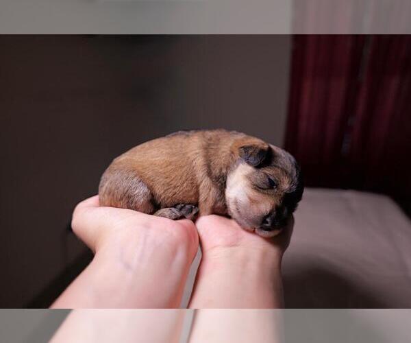 Medium Photo #2 Schnauzer (Miniature) Puppy For Sale in LEHIGH ACRES, FL, USA