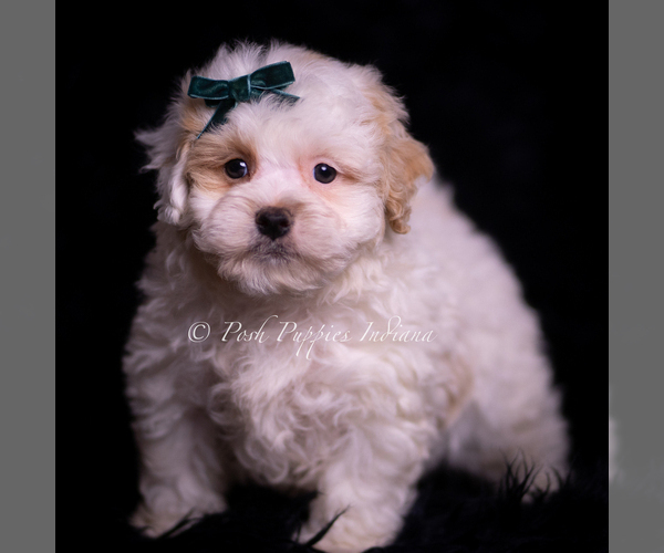 Medium Photo #5 Maltipoo (Miniature) Puppy For Sale in WARSAW, IN, USA