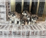 Small Photo #40 Siberian Husky Puppy For Sale in KANSAS CITY, MO, USA