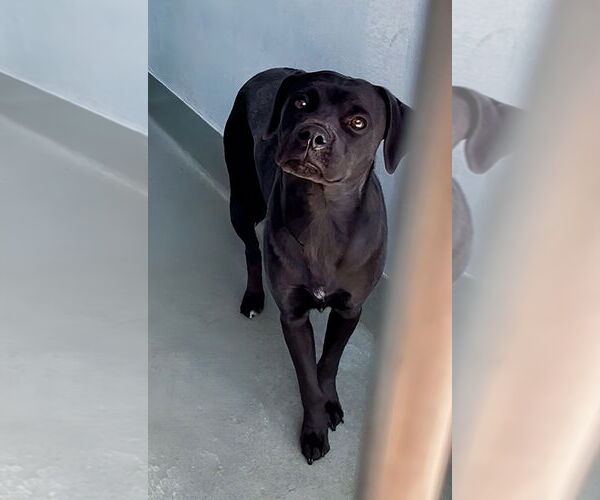 Medium Photo #1 Labrador Retriever-Pug Mix Puppy For Sale in Pasadena, CA, USA