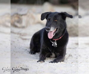 Ursa - F - Female Labrador Retriever-Unknown Mix Dog for Adoption - Photo #4