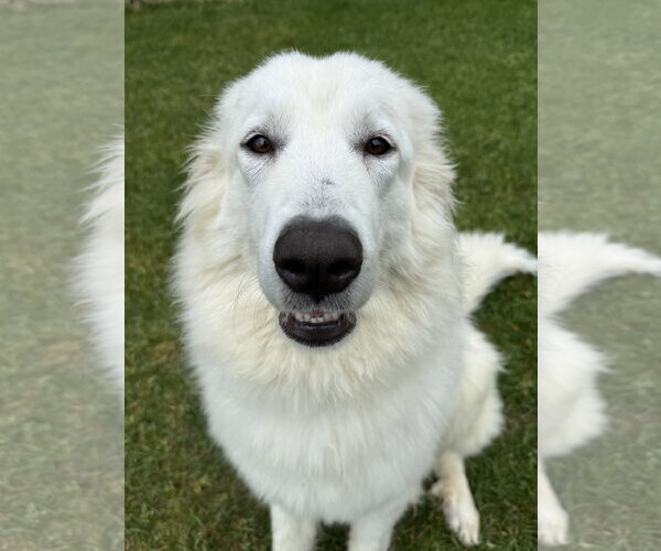 Medium Photo #2 Great Pyrenees Puppy For Sale in Brooklyn Center, MN, USA