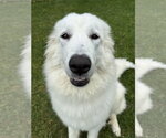 Small #1 Great Pyrenees
