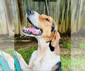 English Foxhound Dogs for adoption in Shreveport, LA, USA