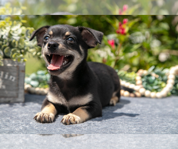 Medium Photo #1 Chihuahua Puppy For Sale in SALEM, IN, USA