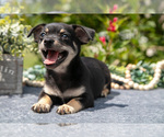 Puppy Button Chihuahua