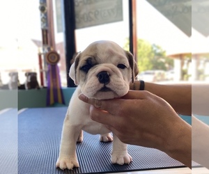 Bulldog Puppy for sale in CICERO, IL, USA