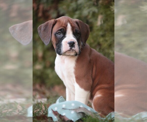 Medium Photo #9 Boxer Puppy For Sale in SHIPSHEWANA, IN, USA