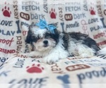 Small #7 Zuchon