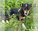 Small Miniature Pinscher Mix