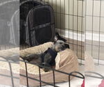Small #1 Mutt