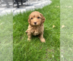 Small #4 Goldendoodle (Miniature)