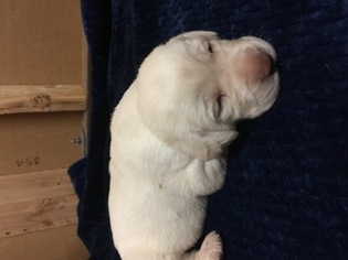 Labrador Retriever Puppy for sale in TURLOCK, CA, USA