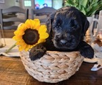 Small Photo #22 Goldendoodle Puppy For Sale in LOUISA, VA, USA