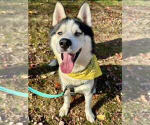 Siberian Husky Dogs for adoption in Lawrenceville, NJ, USA