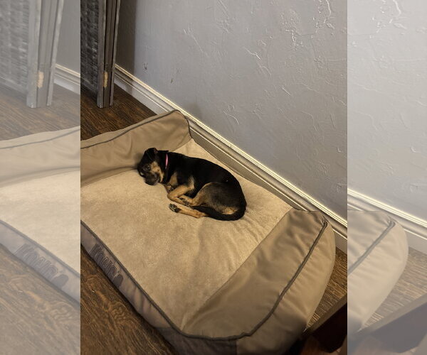 Medium Photo #5 Mutt Puppy For Sale in Dallas, TX, USA