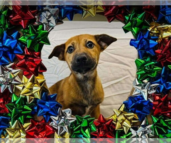 Medium Photo #1 Black Mouth Cur-German Shepherd Dog Mix Puppy For Sale in Lakewood, CO, USA