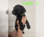 Small #4 Labrador Retriever