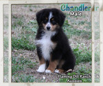 Small Photo #3 Miniature Australian Shepherd Puppy For Sale in FORESTBURG, TX, USA