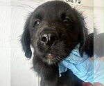 Small #1 Mutt