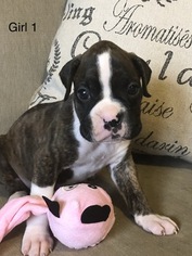 Boxer Puppy for sale in HORSE CAVE, KY, USA