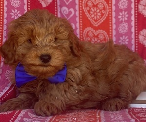 Goldendoodle (Miniature) Puppy for sale in LANCASTER, PA, USA