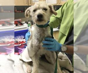 Poodle (Miniature)-Unknown Mix Dogs for adoption in Riverside, CA, USA
