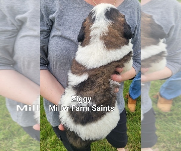 Medium Photo #3 Saint Bernard Puppy For Sale in BETHEL, MO, USA