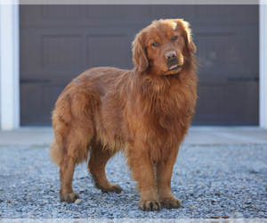 Father of the Golden Retriever puppies born on 07/19/2026