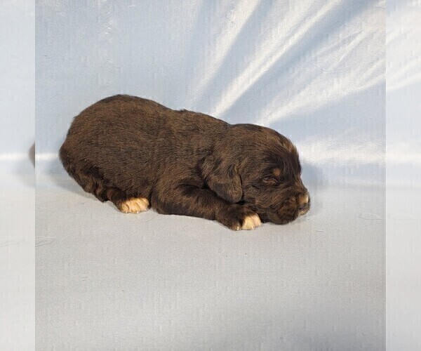 Medium Photo #11 Golden Mountain Dog Puppy For Sale in BLACK FOREST, CO, USA