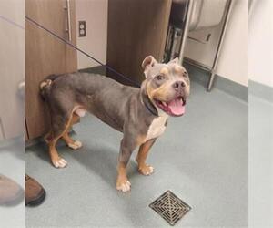 VERNON - Male Mutt Dog for Adoption - Photo #2