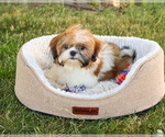 Small #7 Shih Tzu