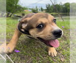 Small #2 Bulldog Mix