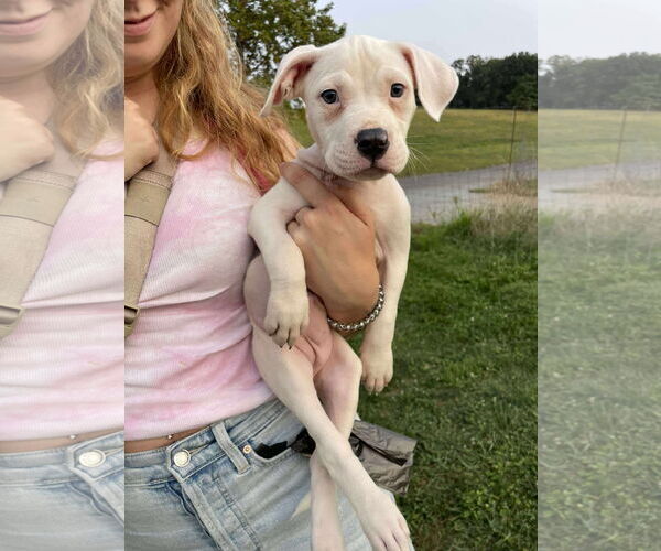 Medium Photo #2 American Pit Bull Terrier-Unknown Mix Puppy For Sale in Derwood, MD, USA