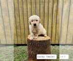 Puppy Lucky Golden Retriever