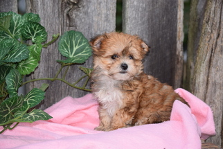 Morkie Puppy for sale in FREDERICKSBURG, OH, USA
