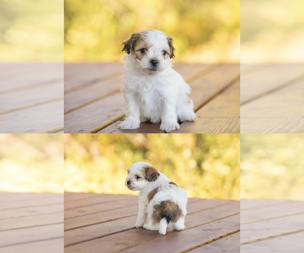 Medium Photo #1 Zuchon Puppy For Sale in VEVAY, IN, USA