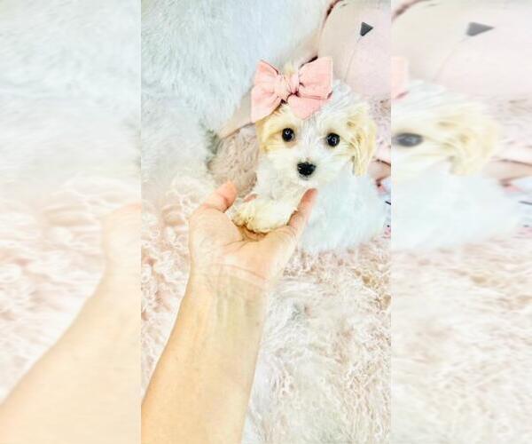 Medium Photo #6 Cav-A-Malt Puppy For Sale in WEST PALM BEACH, FL, USA