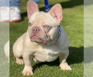 Father of the French Bulldog puppies born on 03/31/2026
