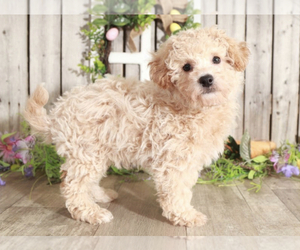 Bichpoo Puppy for sale in MOUNT VERNON, OH, USA