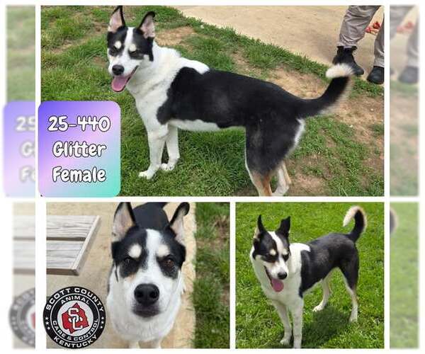 Medium Photo #4  Puppy For Sale in , 