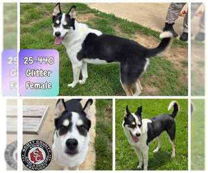 Huskies -Unknown Mix Dogs for adoption in Georgetown, KY, USA