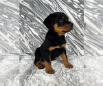 Small Photo #5 Rottweiler Puppy For Sale in GREENWOOD, IN, USA