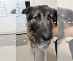 Small German Shepherd Dog