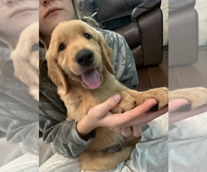Golden Retriever Puppy for Sale in BAXTER, Tennessee USA