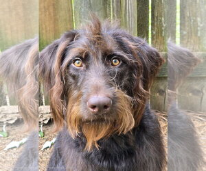 German Wirehaired Pointer-Unknown Mix Dogs for adoption in Social Circle, GA, USA