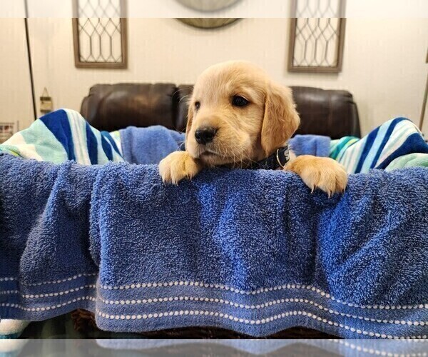 Medium Photo #4 Golden Retriever Puppy For Sale in BURKBURNETT, TX, USA